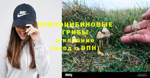 индика Зеленокумск