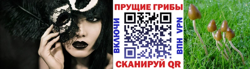 купить наркотик Магнитогорск кракен маркетплейс Галлюциногенные грибы Psilocybine cubensis